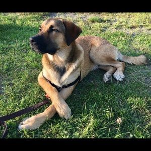 Meet your Posher, Lizza